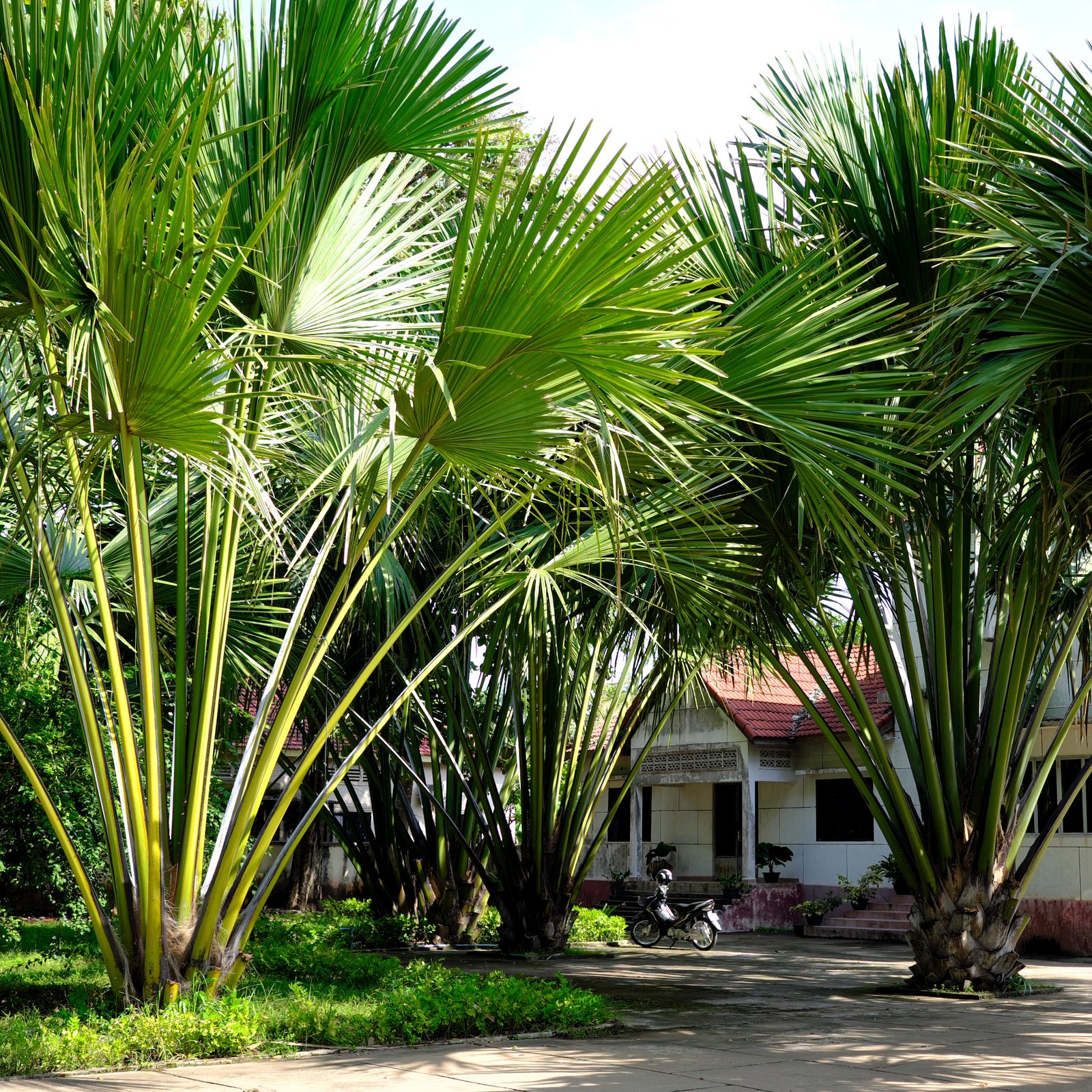 palms