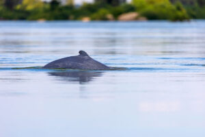 Meeting the Irrawaddy Dolphins